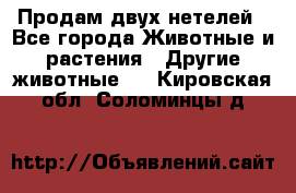 Продам двух нетелей - Все города Животные и растения » Другие животные   . Кировская обл.,Соломинцы д.